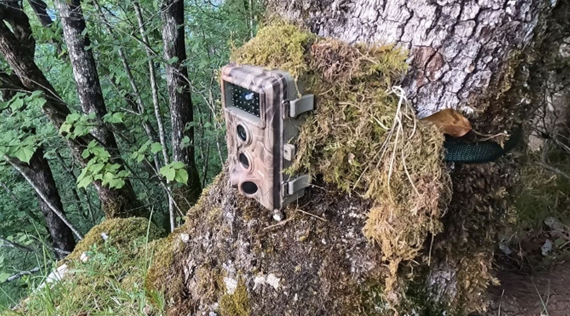 Caméra de surveillance et d'observation spéciale faune/flore Caméra de surveillance et d'observation spéciale faune/flore