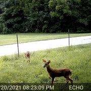 Pack x2 Caméras de Chasse 48MP 1296P 940nm IR Camera Chasse Infrarouge Vision Nocturne, 0,1s Vitesse de Dclenchement Caméra de Jeu IP66 Étanche |A262 Gris
