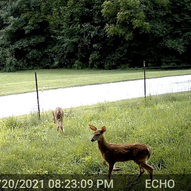 Pack x2 Caméras de Chasse 48MP 1296P 940nm IR Camera Chasse Infrarouge Vision Nocturne, 0,1s Vitesse de Dclenchement Caméra de Jeu IP66 Étanche |A262 Gris