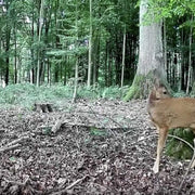 Pack x4 Caméras de Chasse Nocturne Vision 32MP HD 1296P,Détection de Mouvement PIR de 70° No Glow Invisible,Étanche IP66|A252 Vert