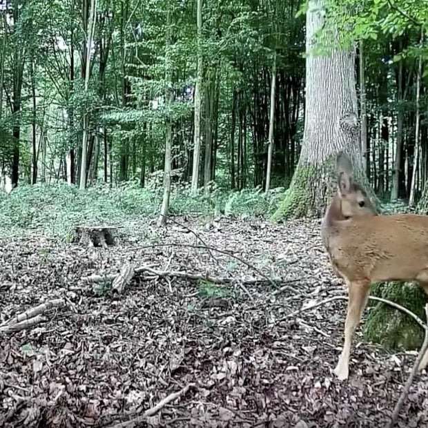 Pack x4 Caméras Animaux Nocturne Vision 32MP HD1296P,Détection de Mouvement PIR de 70° Étanche IP66 et Fonction Time Lapse |A252 Camouflage Sombre