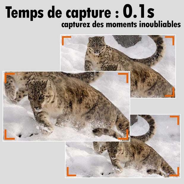 Pack x4 Caméras Animaux Nocturne 48MP 1296P avec Son et Vision Nocturne,Détecteur de Mouvement No Glow 940nm Infrarouge IP66 Étanche|A323 Vert foncé